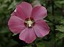 Hibiscus syriacus Woodbridge1